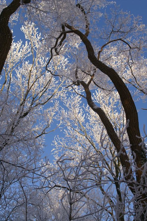 tree branch wood