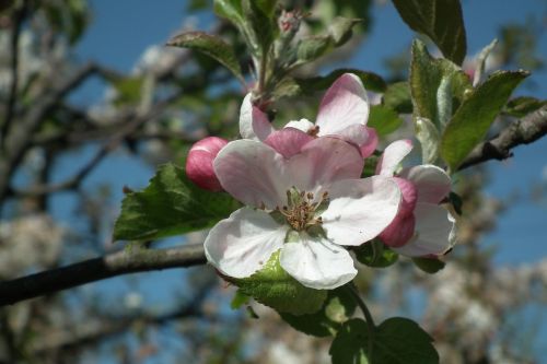 tree apple flower