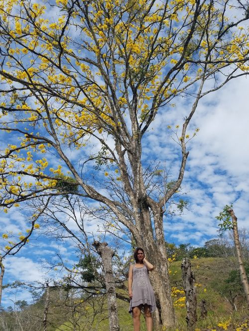 tree nature landscape