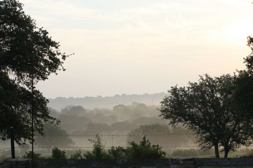 tree nature fog