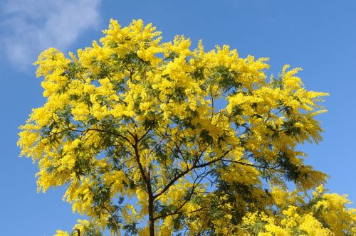 tree nature season