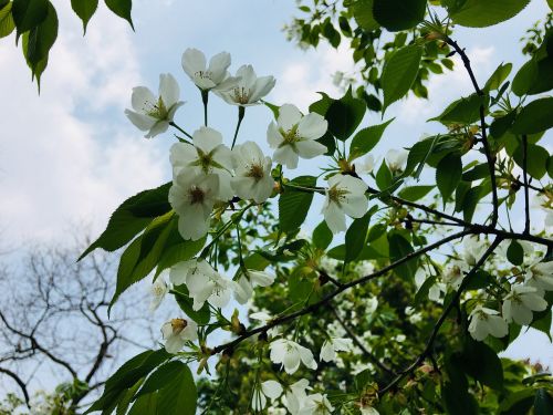 tree plant branch