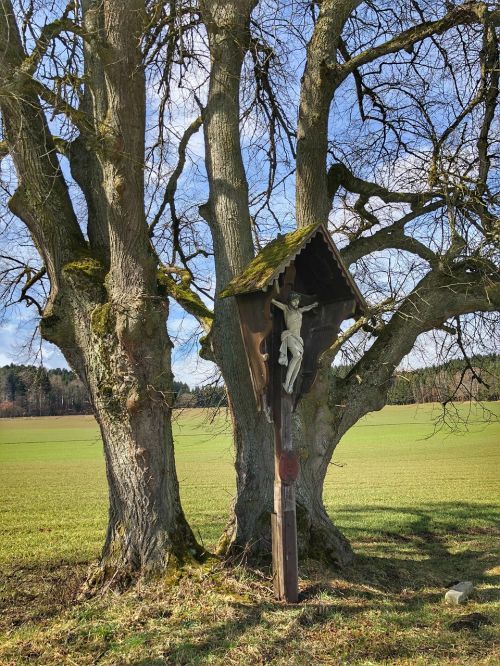 tree nature landscape