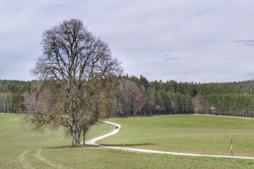 tree golf landscape