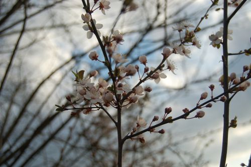 tree branch nature