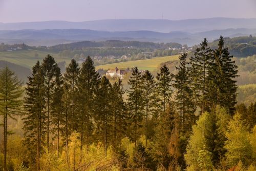 tree landscape wood