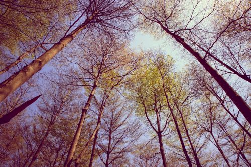 tree branch nature