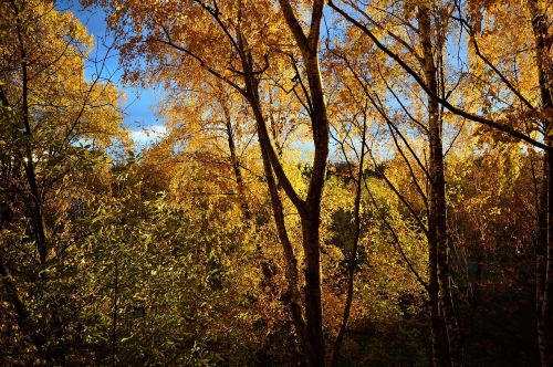 tree autumn wood