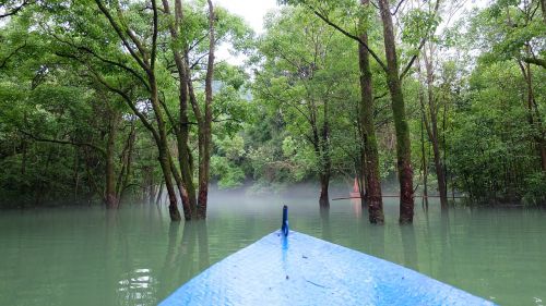 tree nature waters