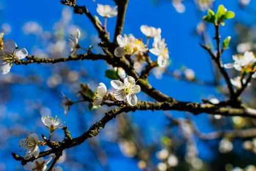 tree branch cherry