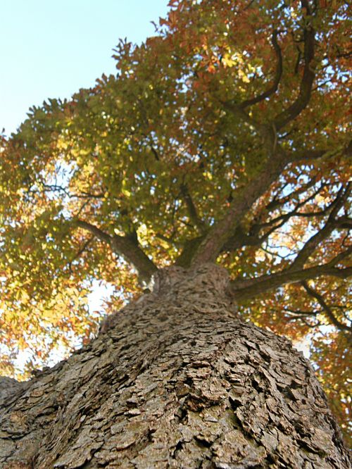 tree the bark foliage
