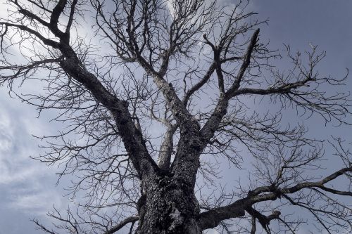 tree branch wood