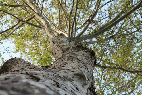 tree nature wood