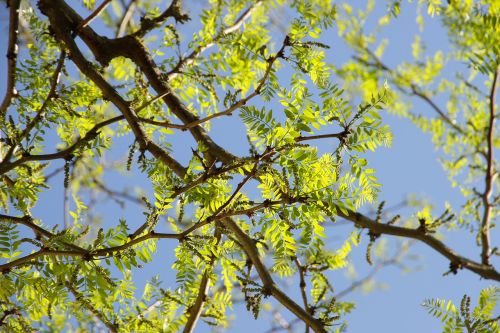 tree leaf nature