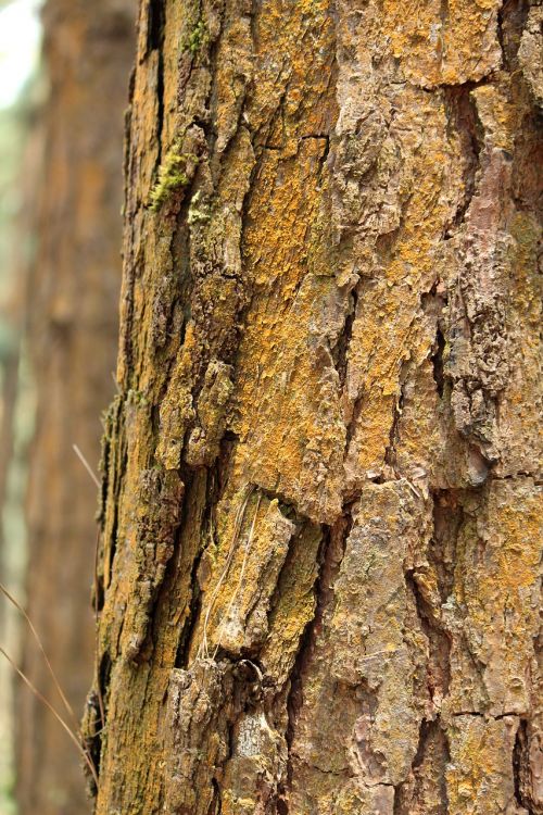 tree nature bark