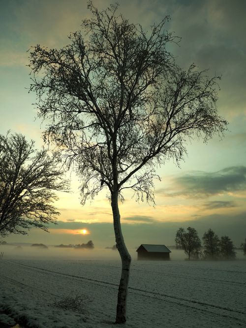 tree nature dawn