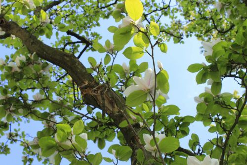 tree branch leaf