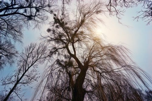 tree weeping willow winter