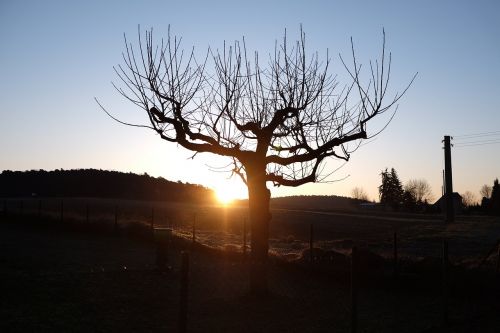 tree dawn landscape