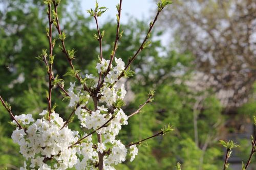 tree flower nature