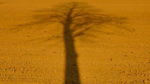 tree shadow slihouette