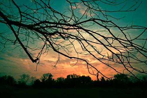 tree nature sky