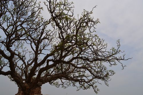 tree branch nature