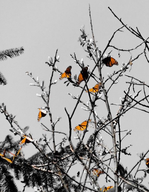 tree winter sky