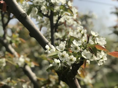 tree flower branch