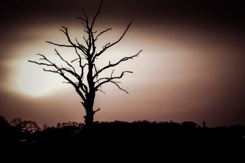 tree dry the silhouette