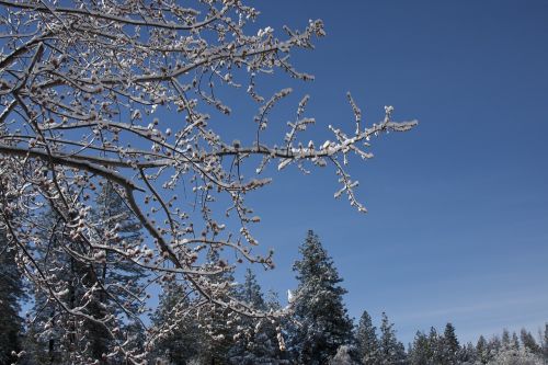 tree winter branch
