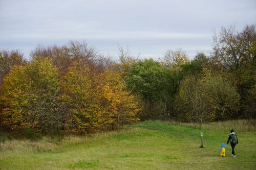 tree landscape nature