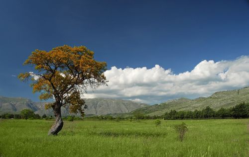 tree nature landscape