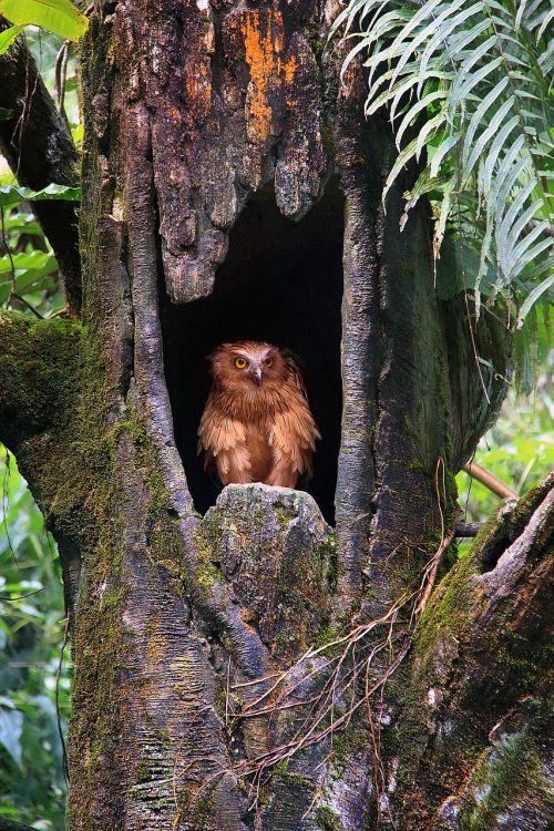 tree wood nature