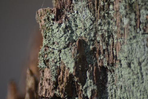 tree bark nature