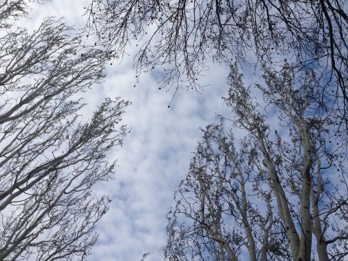 tree winter wood