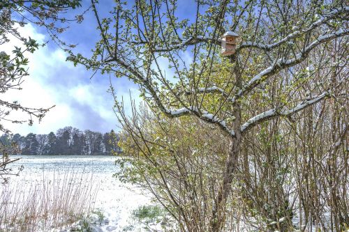 tree nature landscape