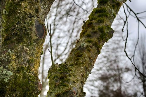 tree nature wood