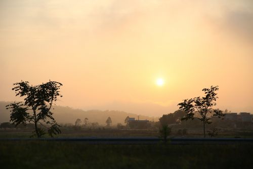 tree dawn nature