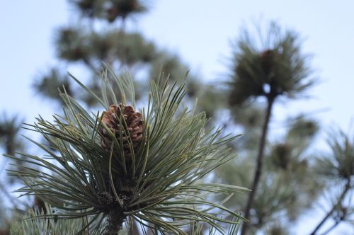 tree nature outdoor