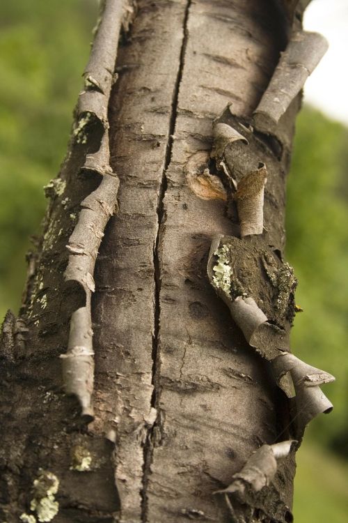tree bark structure