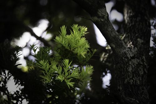 tree nature wood