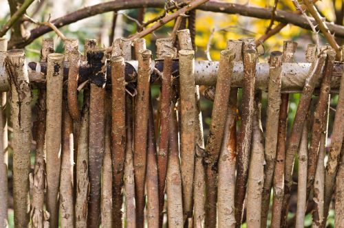 tree wood nature