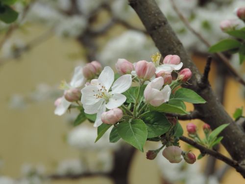 tree flower branch