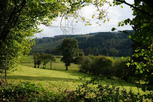 tree nature landscape