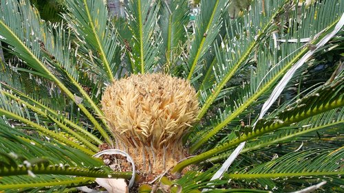 tree  palm  nature