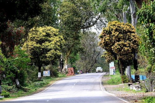 tree  nature  road