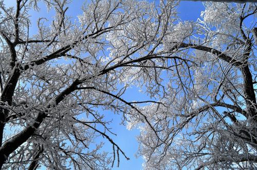 tree nature winter