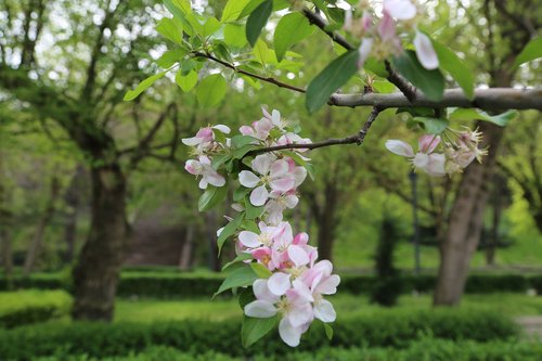 tree  nature  flower