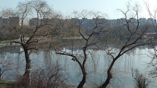 tree  nature  branch